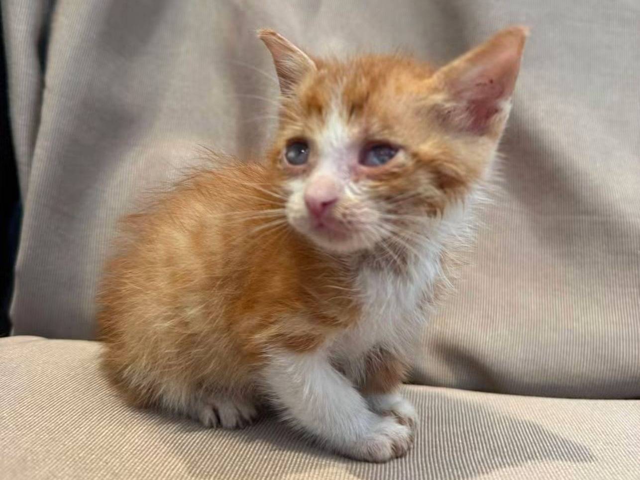Adozione gatto, maschio, Razza sconosciuta Razza sconosciuta, 2 mesi, taglia non valida, Messina