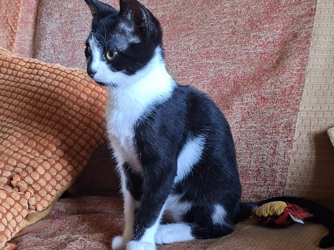 Adotta un gatto, femmina, 3 mesi, Taranto