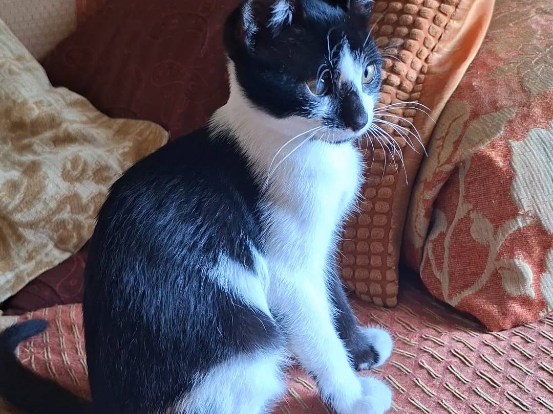 Adotta un gatto, taglia non valida, femmina, Taranto