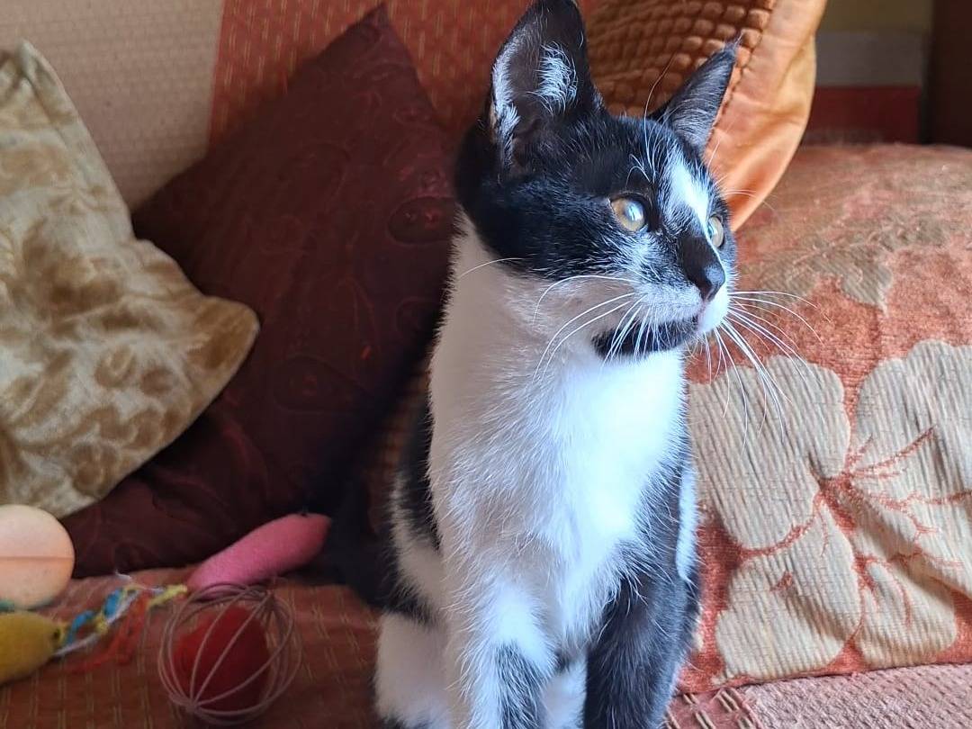 Vuoi adottare un gatto a Taranto?