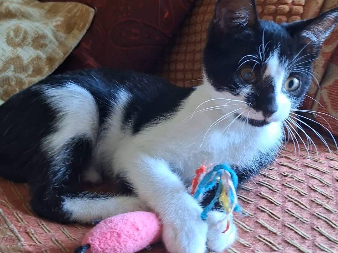 Adotta il gatto Mirtilla a Taranto