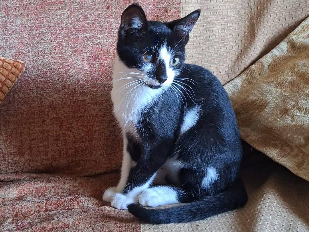 Adozione gatto, femmina, Razza sconosciuta Razza sconosciuta, 3 mesi, taglia non valida, Taranto