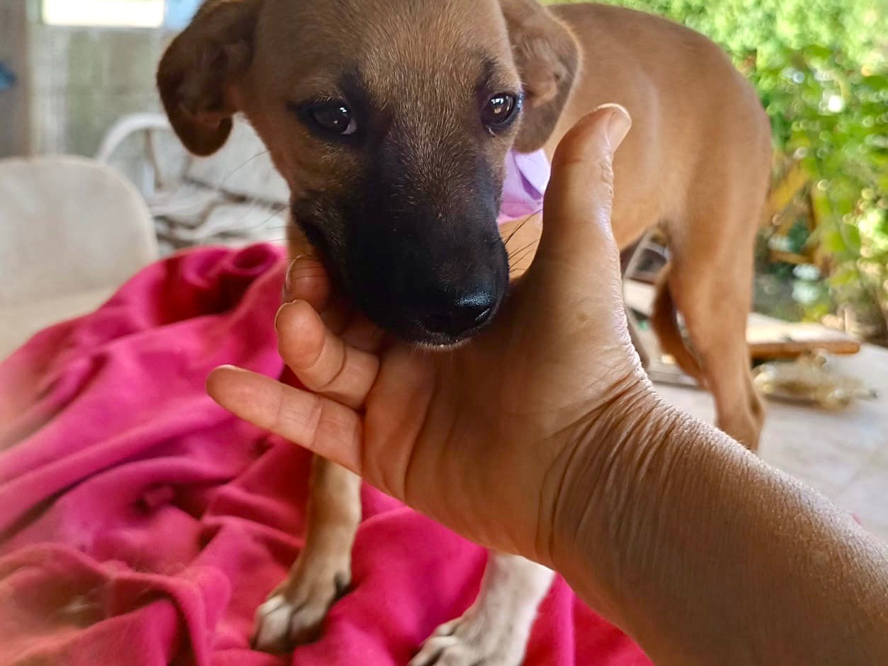 Adozione cane, femmina, Razza sconosciuta Razza sconosciuta, 3 mesi, taglia media, Vibo
