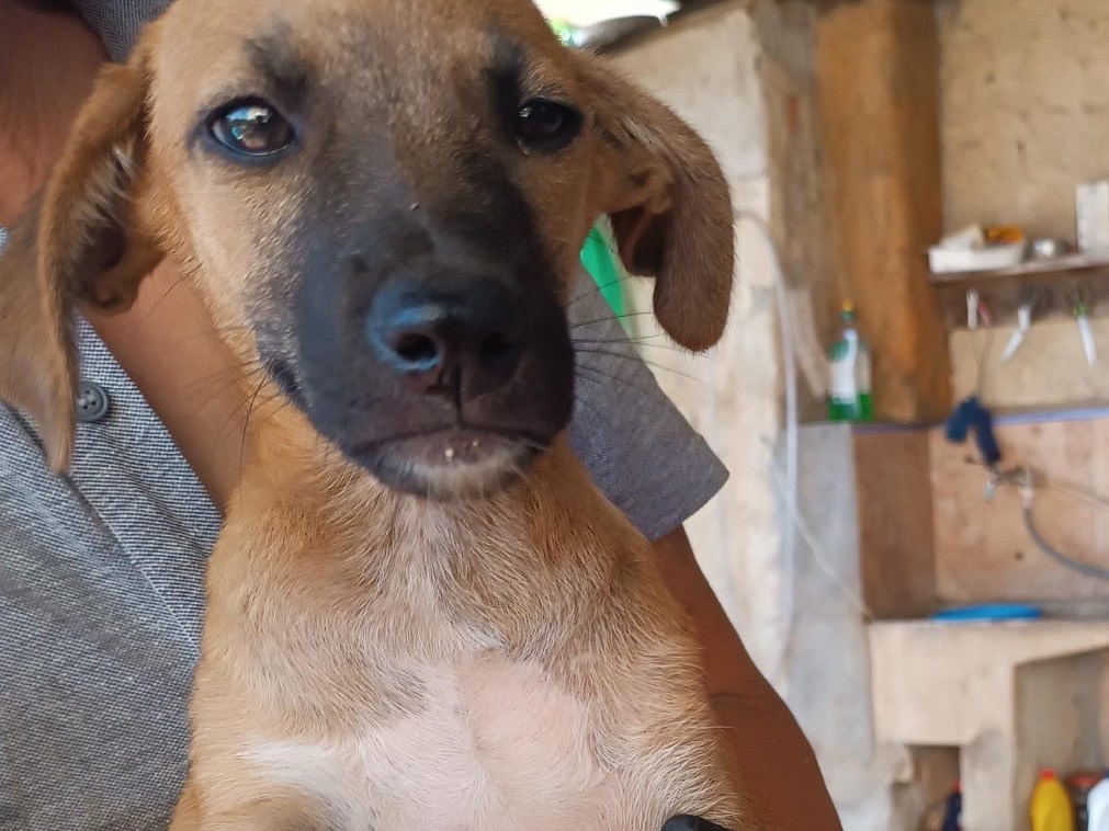 Adotta un cane, femmina, 3 mesi, Vibo
