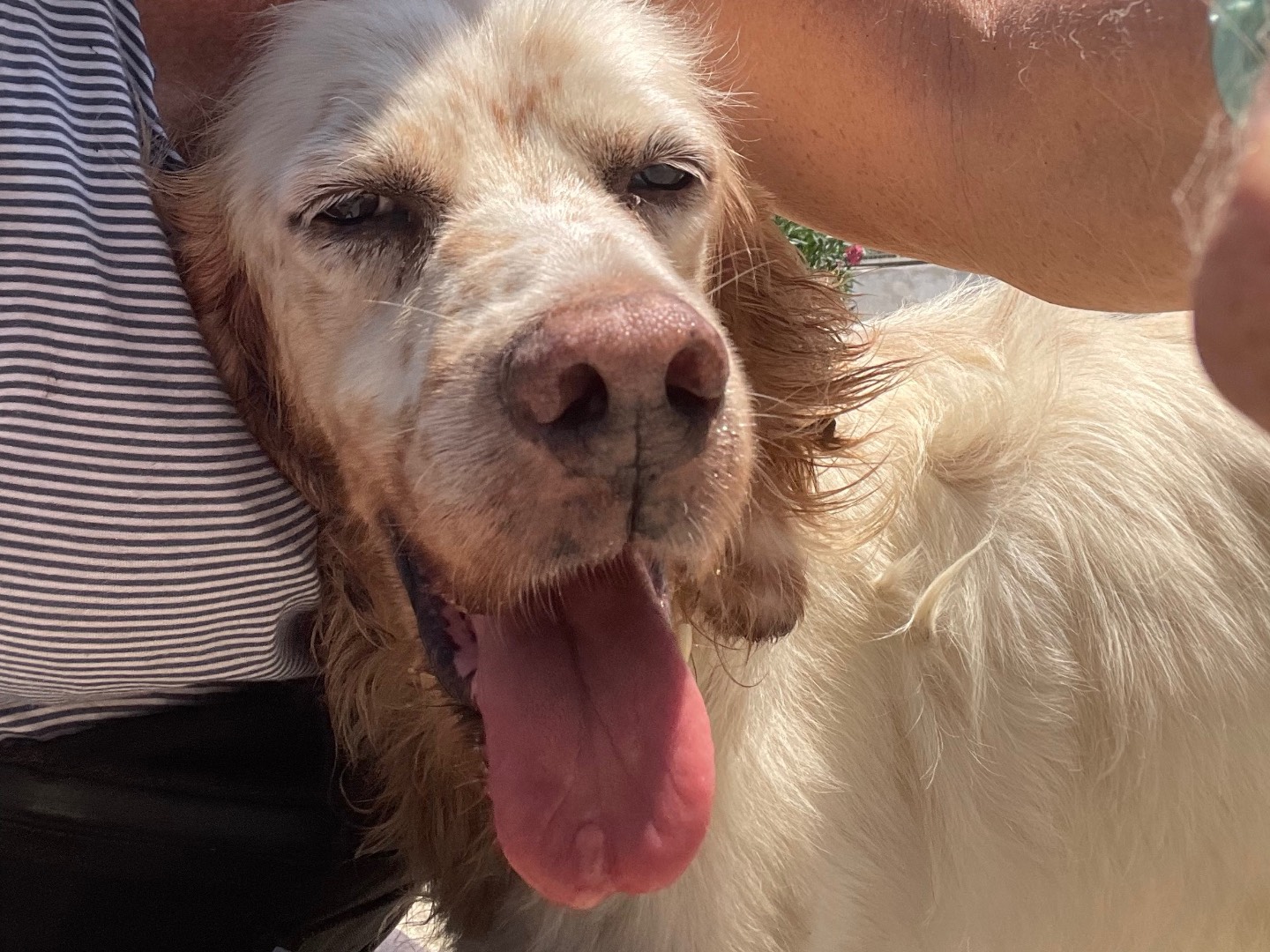 Adotta un cane, taglia media, maschio, Caserta
