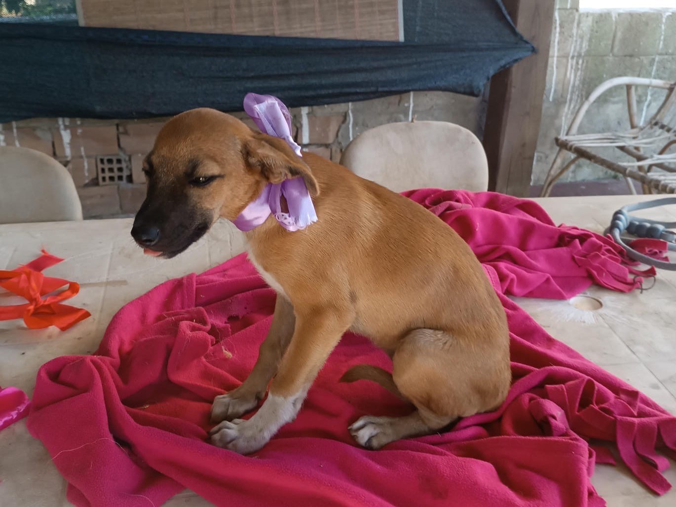 Adotta un cane, taglia media, femmina, Vibo