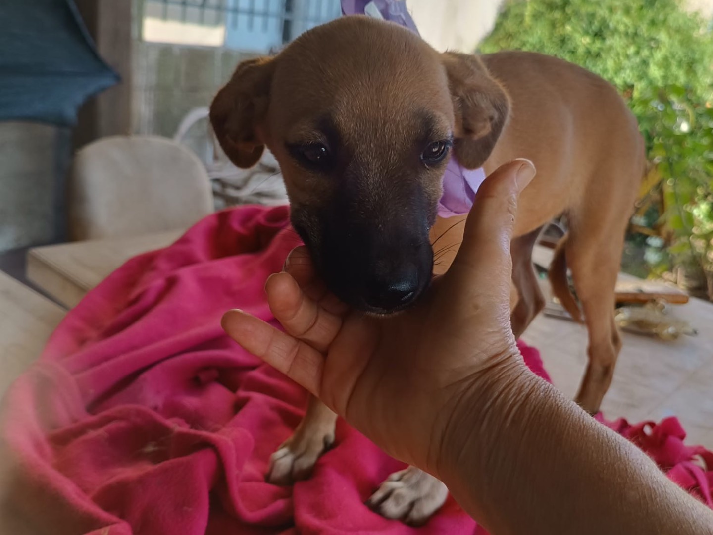 Vuoi adottare un cane a Vibo?