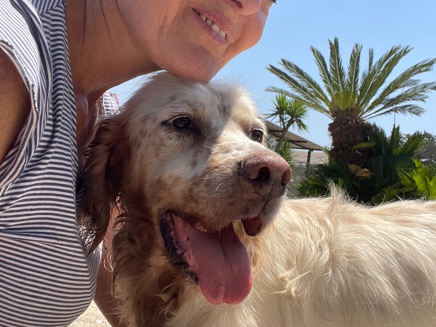 Adotta il cane GHEMON a Caserta