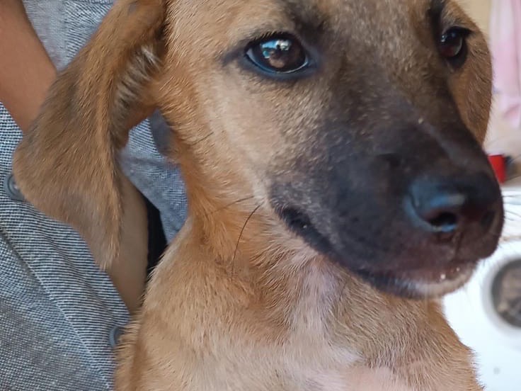 Adotta il cane Chanel a Vibo