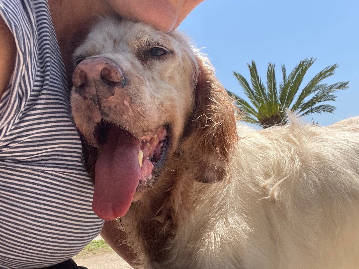 Adotta un cane, maschio, 7 anni e 7 mesi, Caserta