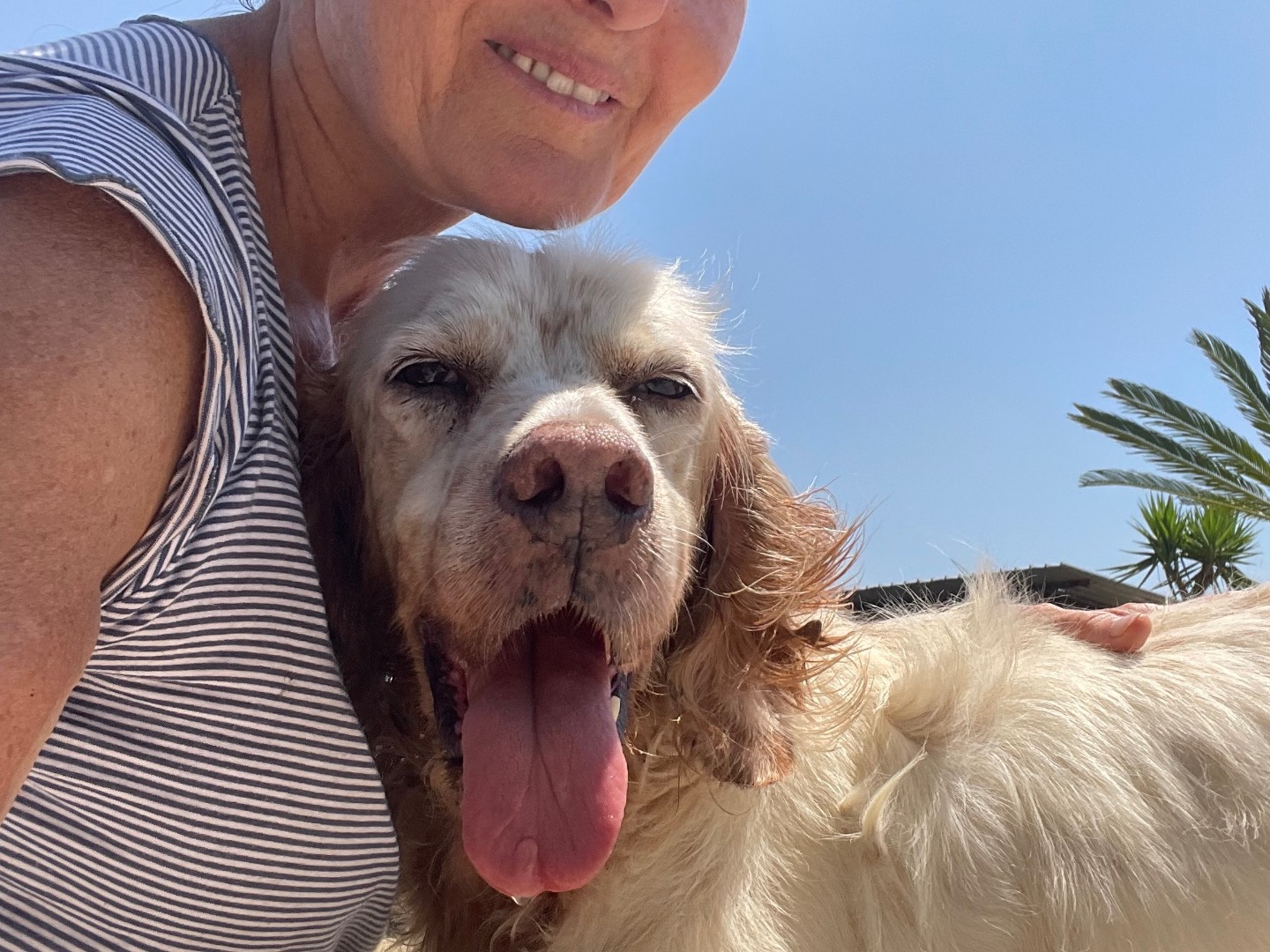 Vuoi adottare un cane a Caserta?
