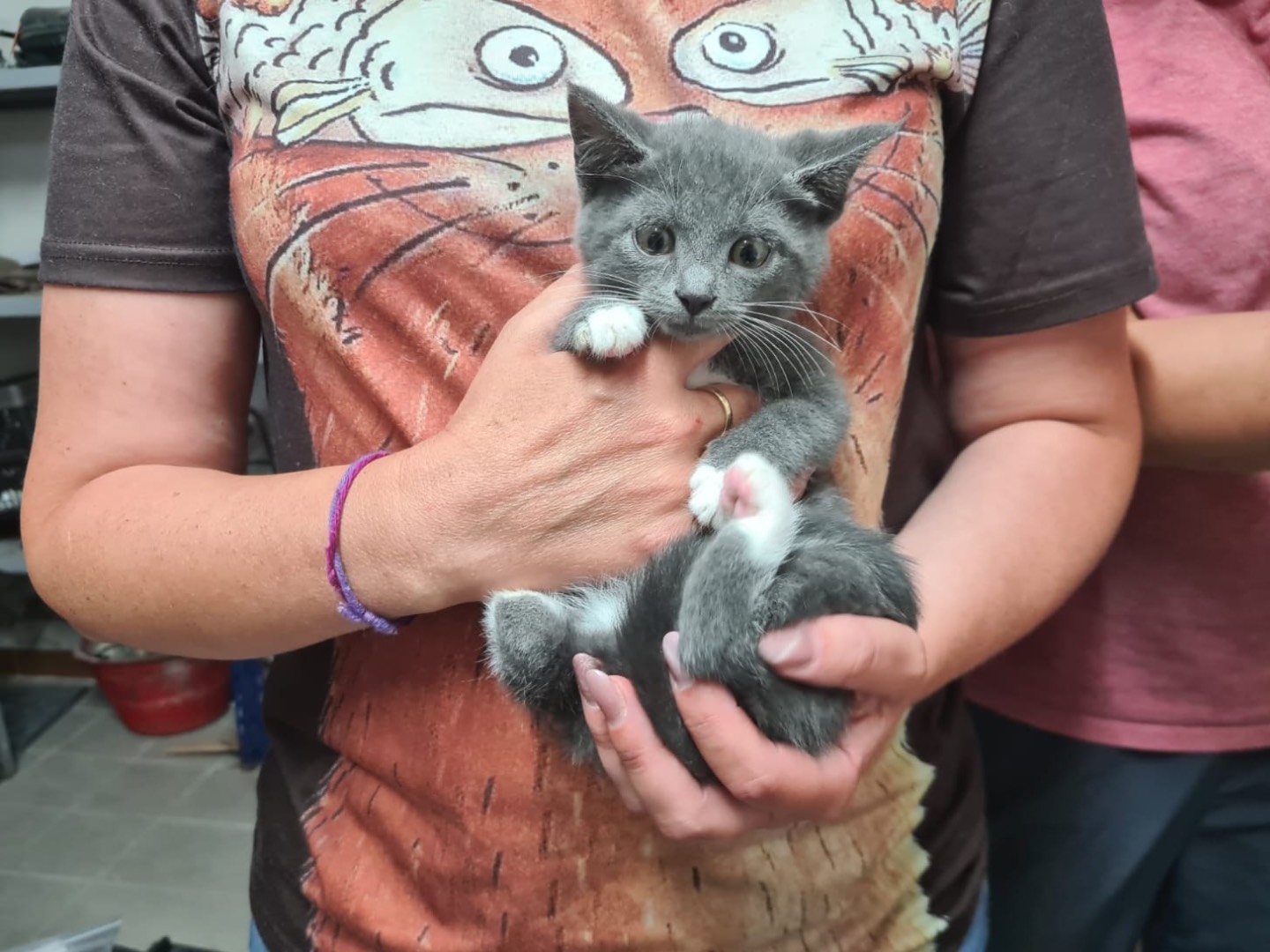 Adotta un gatto, femmina, 2 mesi, Trento