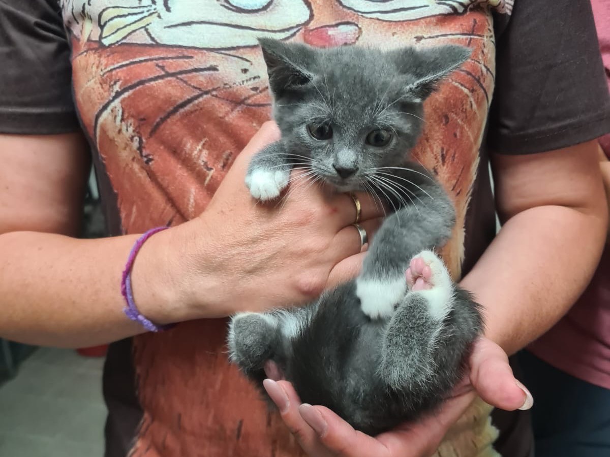 Adotta un gatto, taglia non valida, femmina, Trento