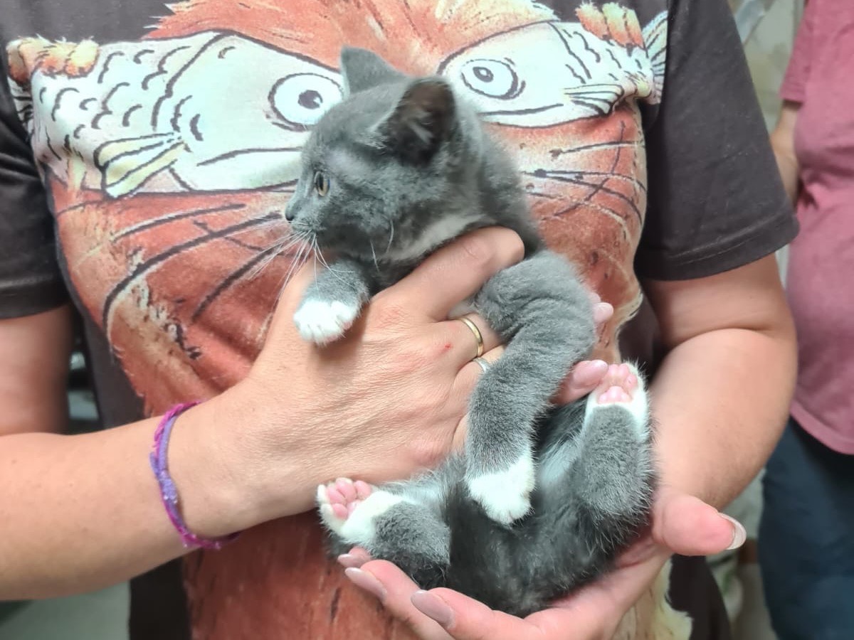 Vuoi adottare un gatto a Trento?
