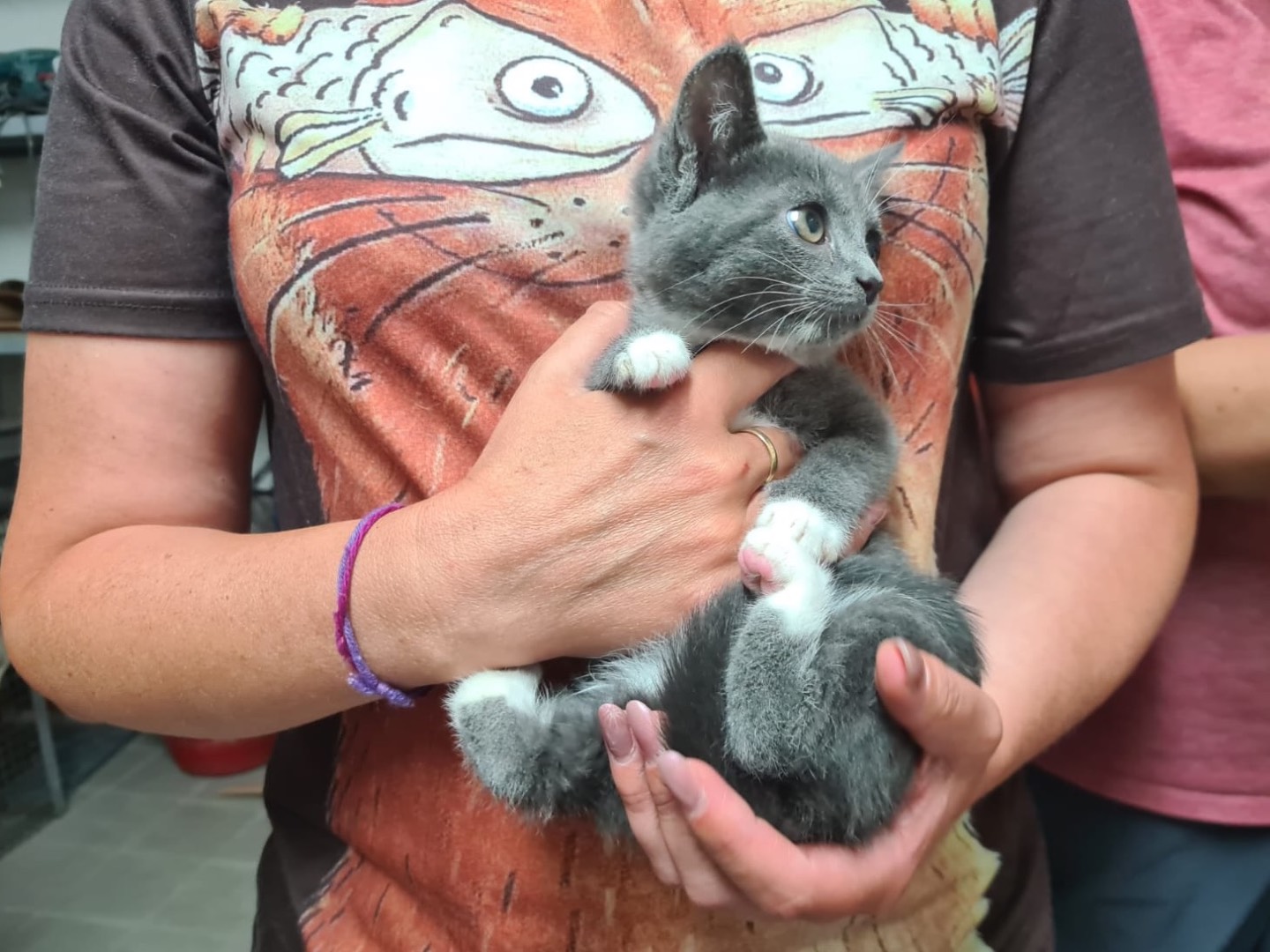 Adotta il gatto Astrid a Trento