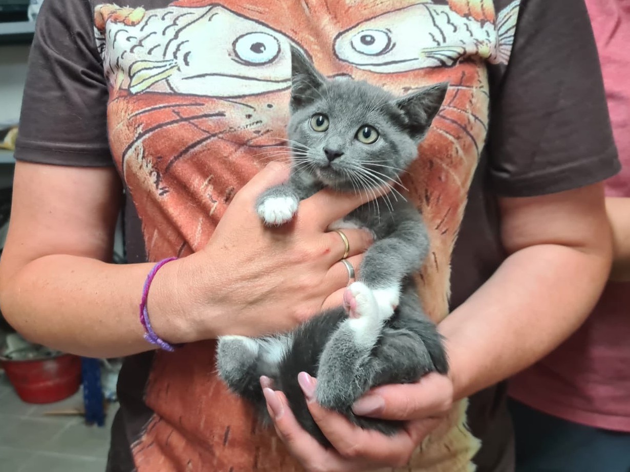 Adozione gatto, femmina, Razza sconosciuta Razza sconosciuta, 2 mesi, taglia non valida, Trento