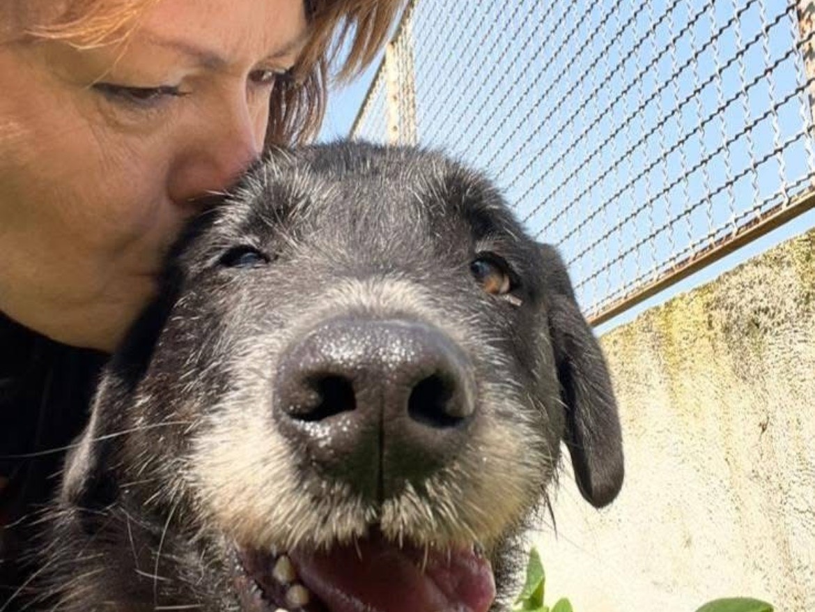 Adotta il cane LANCILLOTTO a Caserta