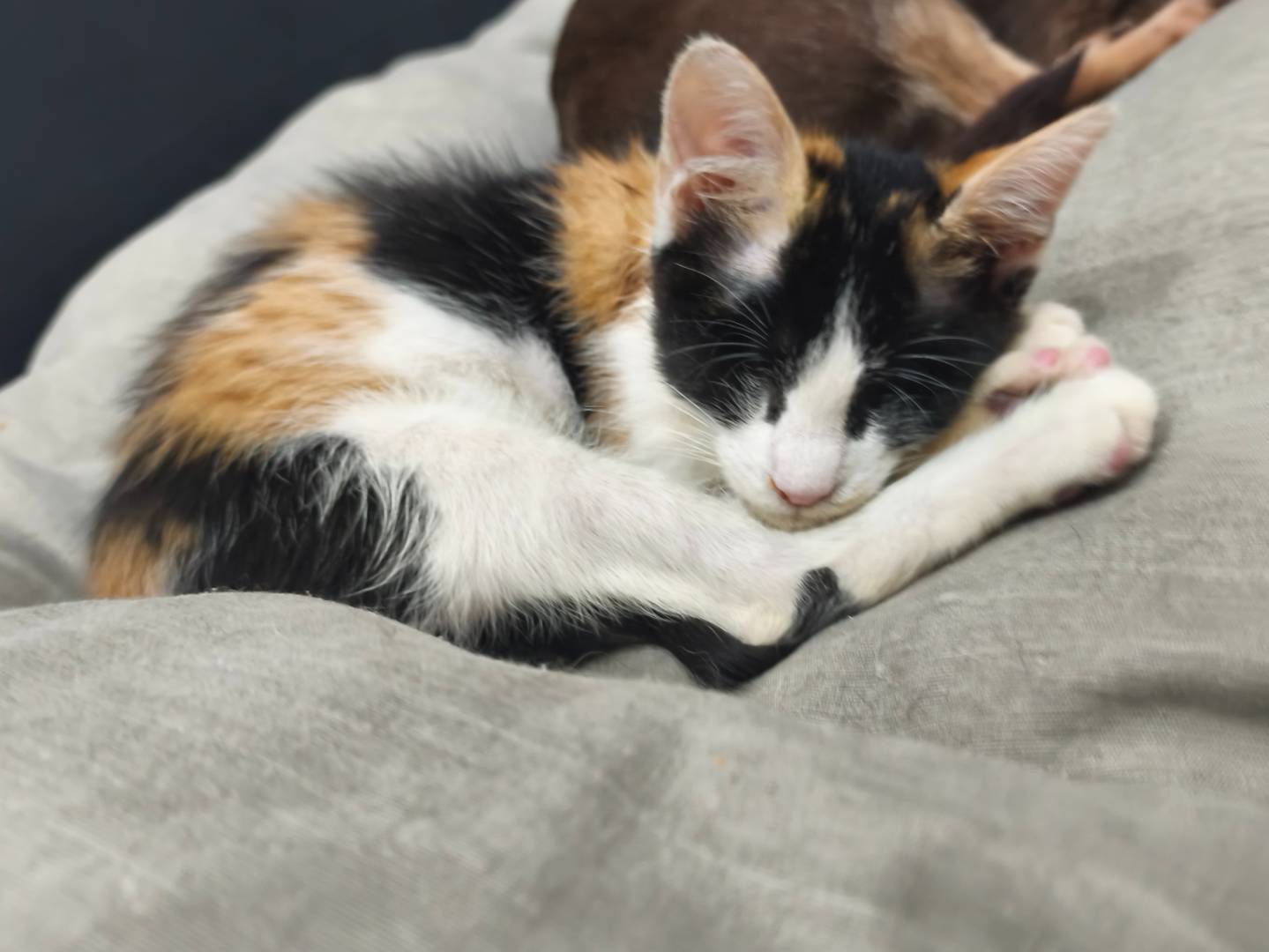 Adozione gatto, femmina, Razza sconosciuta Razza sconosciuta, 2 mesi, taglia non valida, Messina