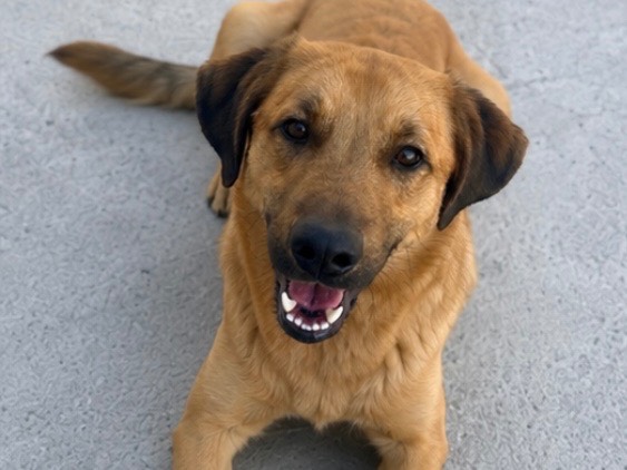 Adotta un cane, taglia media, maschio, Sud