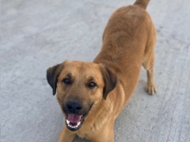 Foto 3 dell'animale