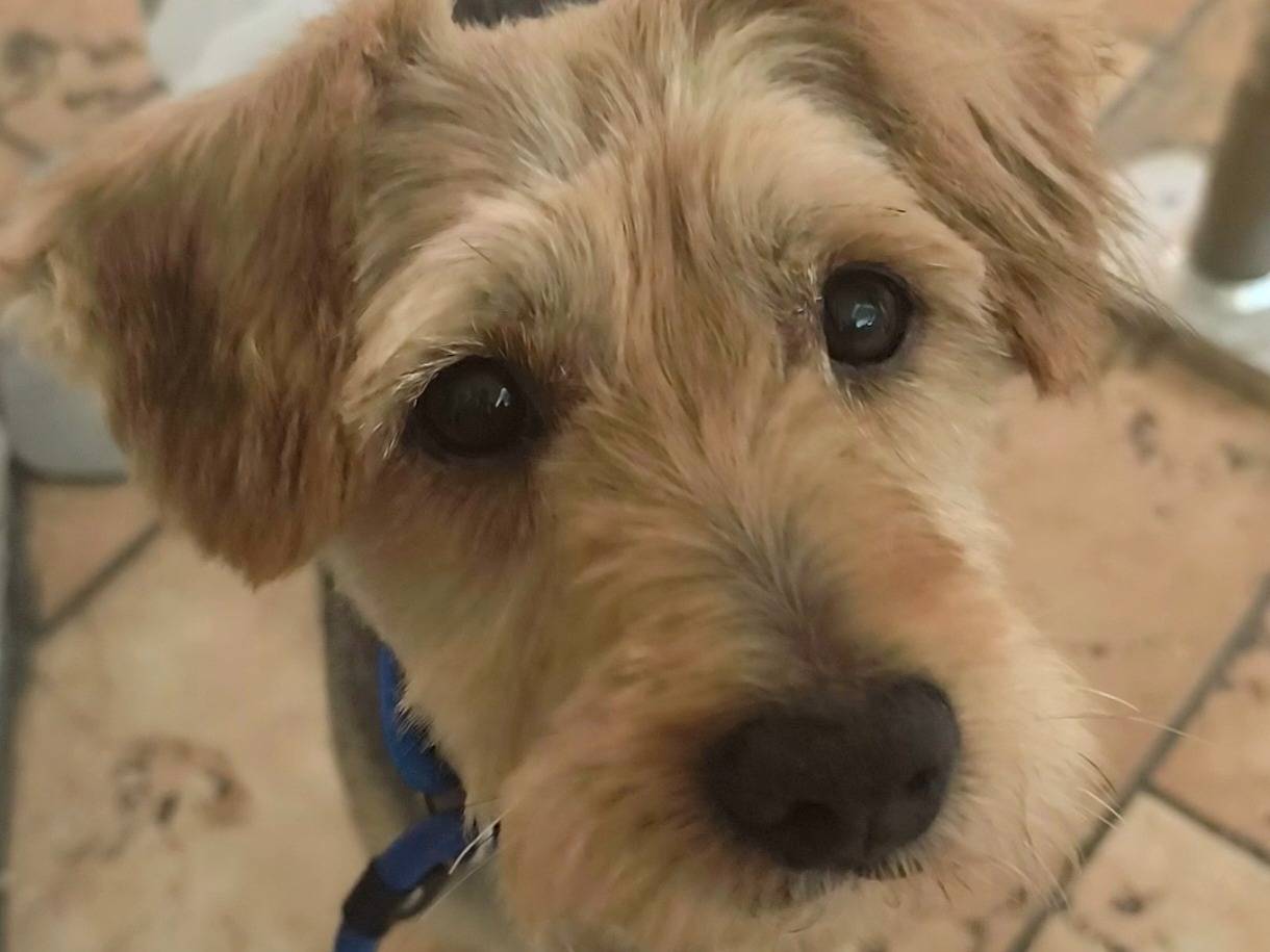 Adotta un cane, maschio, 5 anni e 2 mesi, Messina