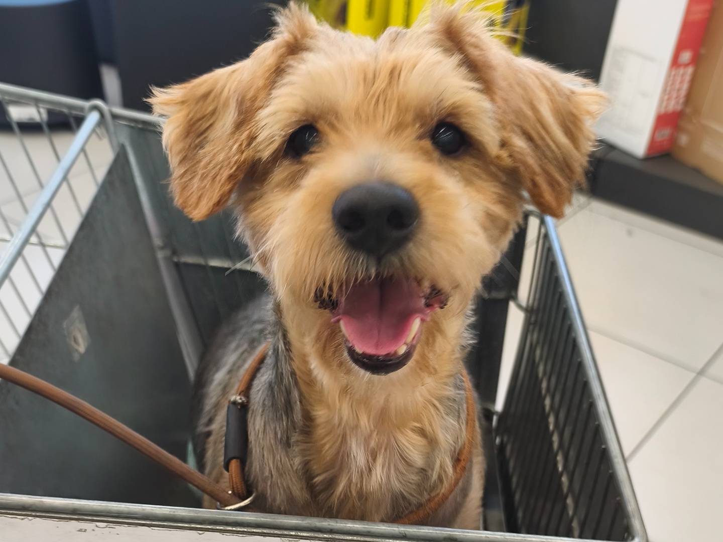Adozione cane, maschio, Yorkshire Terrier Razza sconosciuta, 5 anni e 2 mesi, taglia media contenuta, Messina