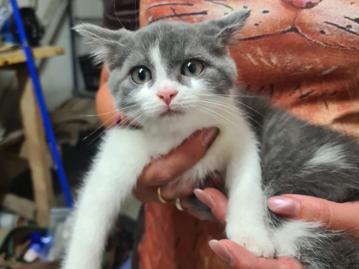 Adozione gatto, femmina, Razza sconosciuta Razza sconosciuta, 2 mesi, taglia non valida, Trento