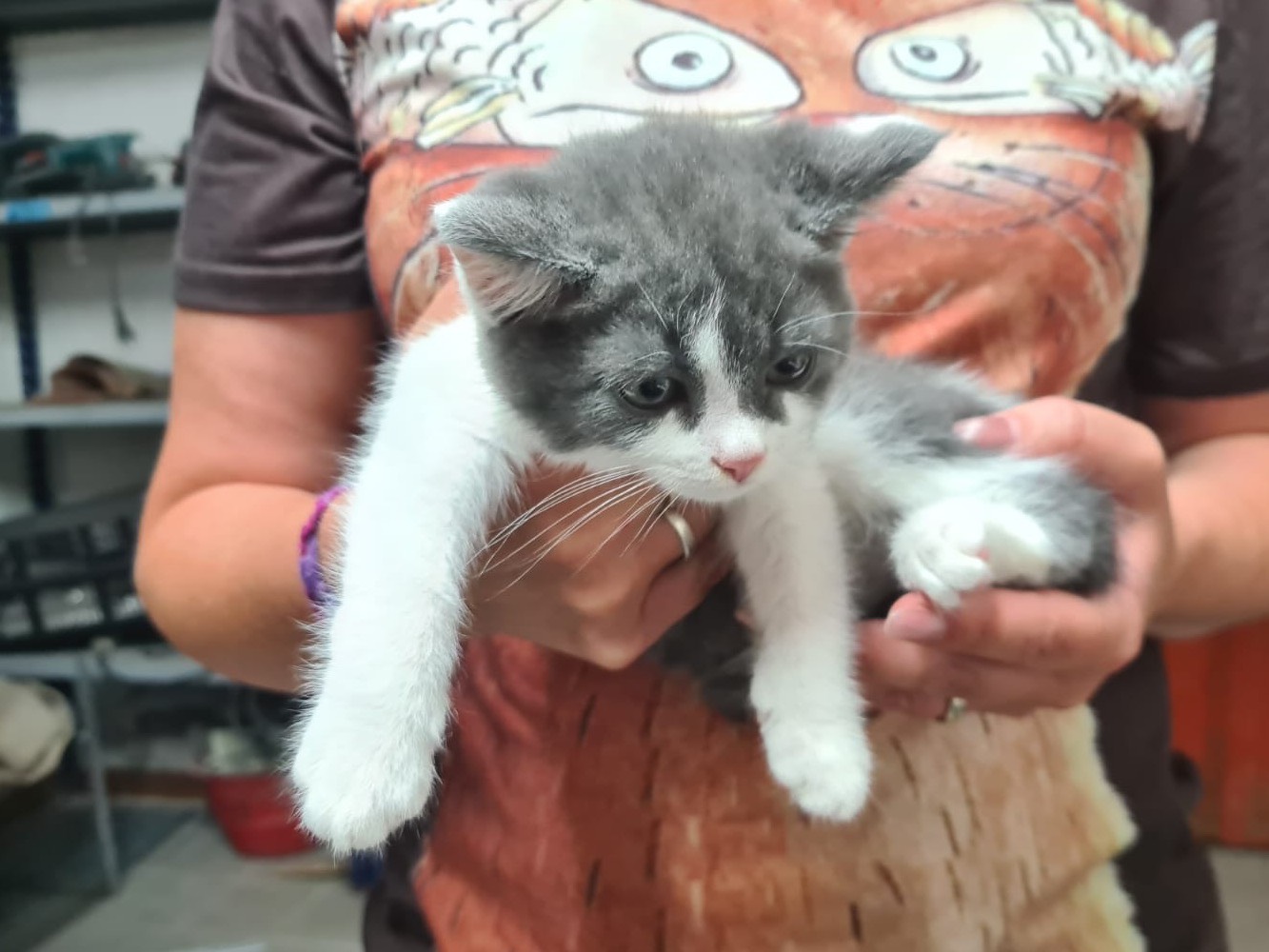 Adotta un gatto, femmina, 2 mesi, Trento