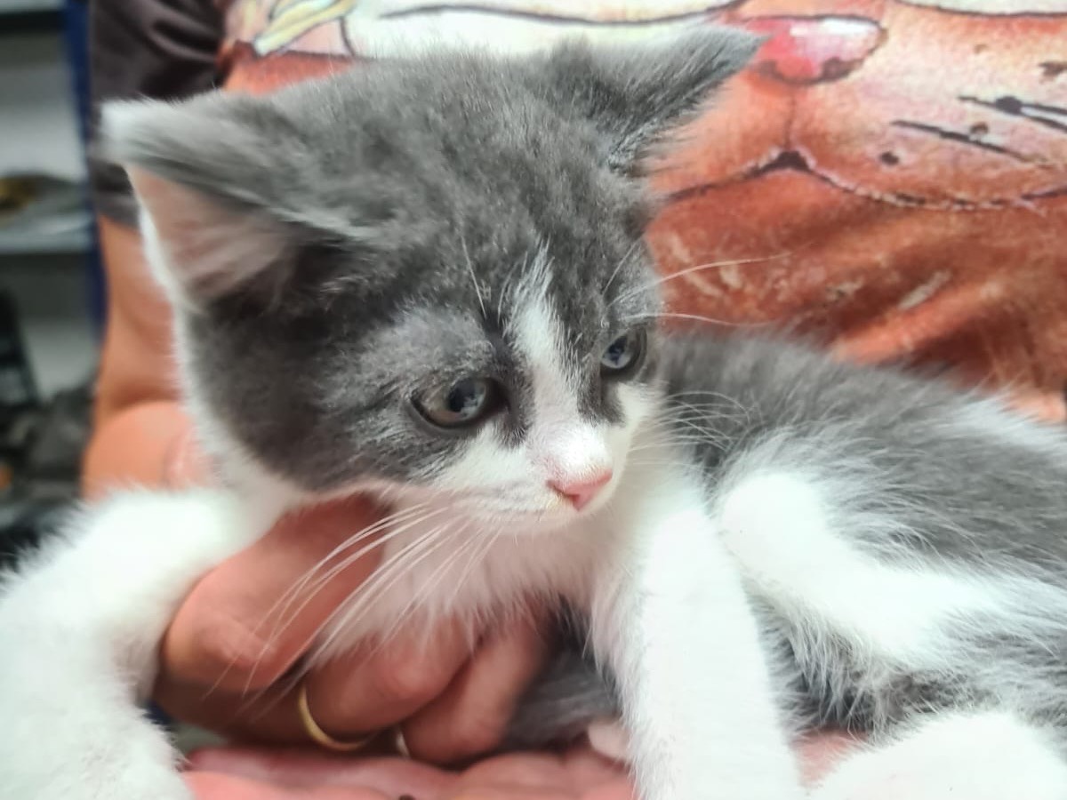 Adotta un gatto, taglia non valida, femmina, Trento