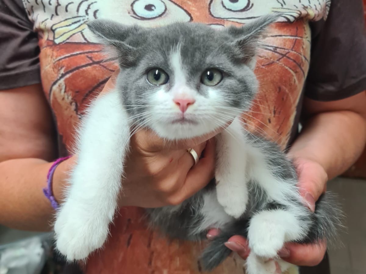 Adotta il gatto Annika a Trento