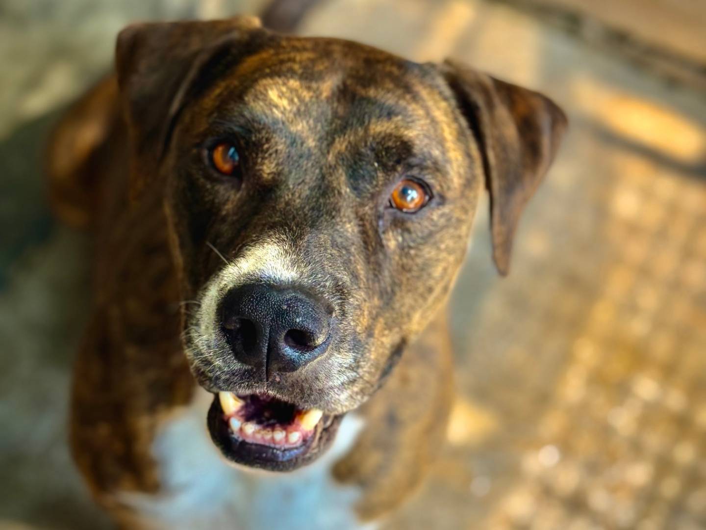 Adozione cane, maschio, Corso Razza sconosciuta, 6 anni e 11 mesi, taglia gigante, Roma
