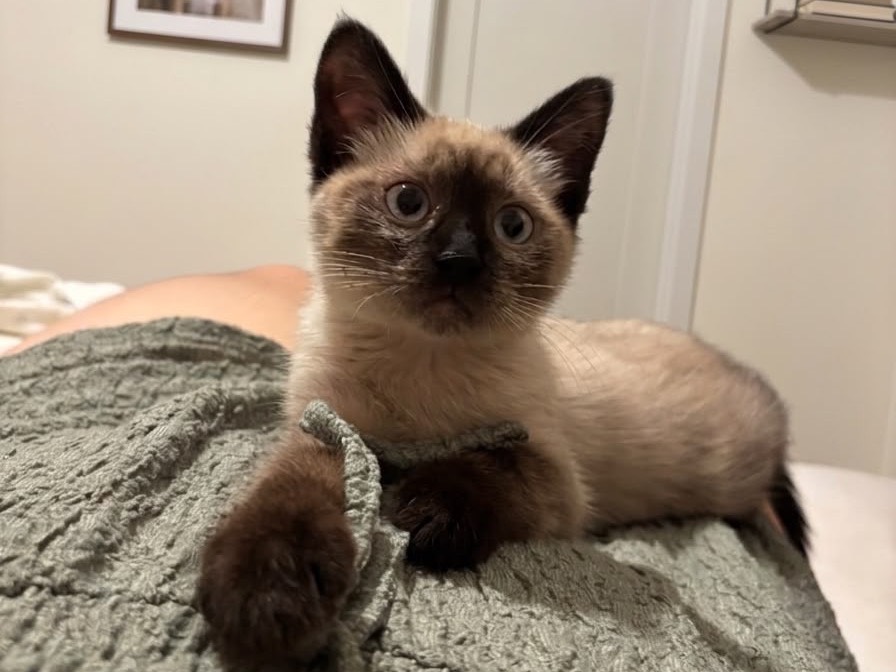 Adozione gatto, femmina, Siamese Razza sconosciuta, 2 mesi, taglia non valida, Trento