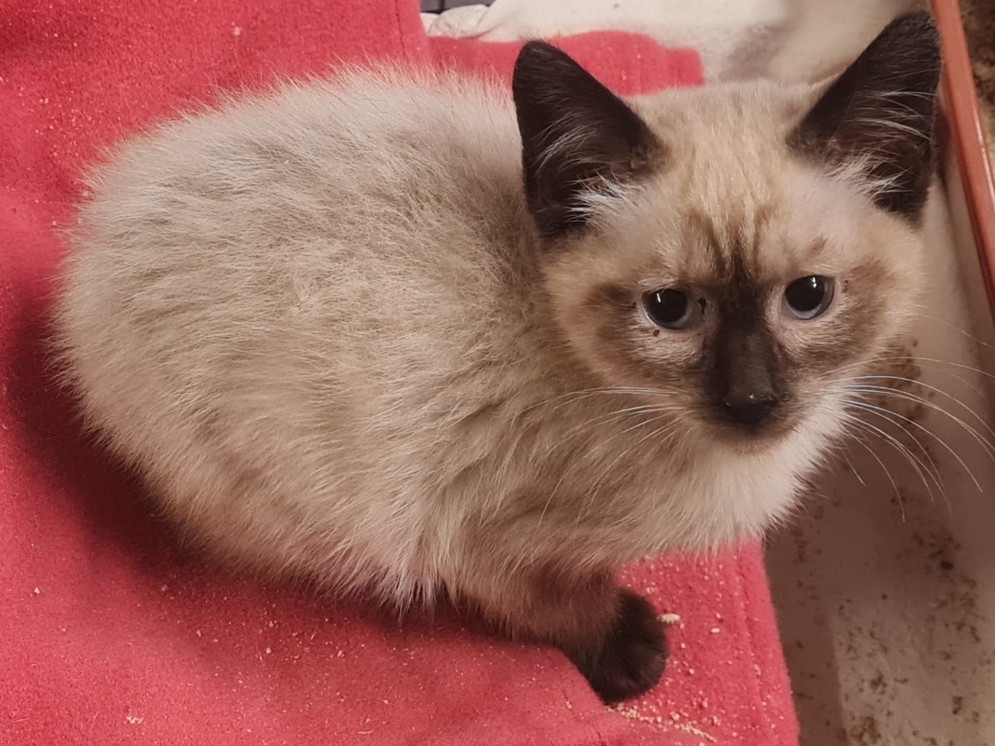 Adotta un gatto, femmina, 2 mesi, Trento