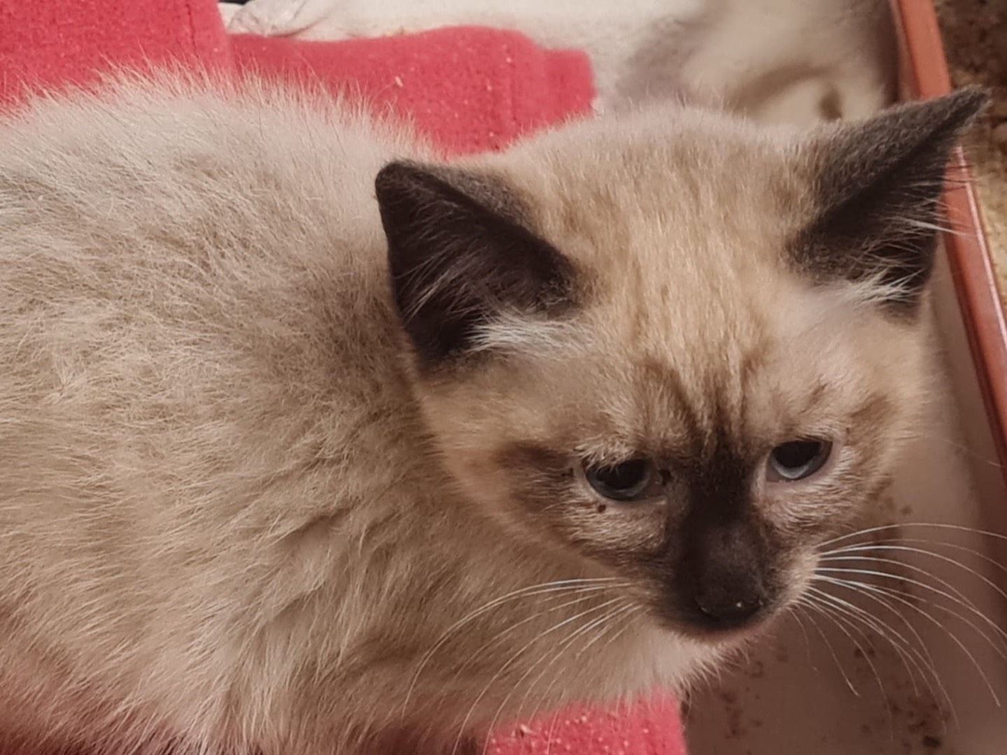 Adotta un gatto, taglia non valida, femmina, Trento