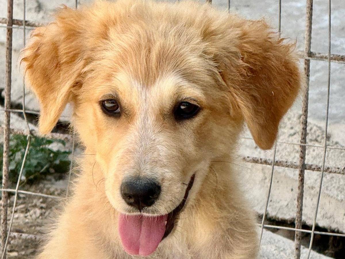 Adozione cane, femmina, Razza sconosciuta Razza sconosciuta, 4 mesi, taglia media, Lodi