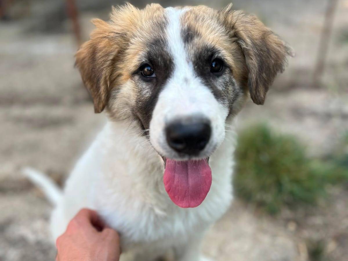 Adozione cane, femmina, Razza sconosciuta Razza sconosciuta, 3 mesi, taglia media, Catanzaro