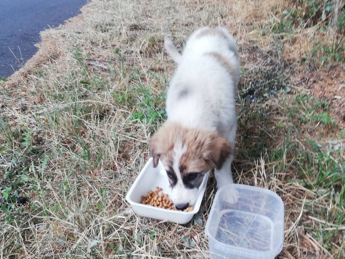 Adotta un cane, taglia media, femmina, Catanzaro