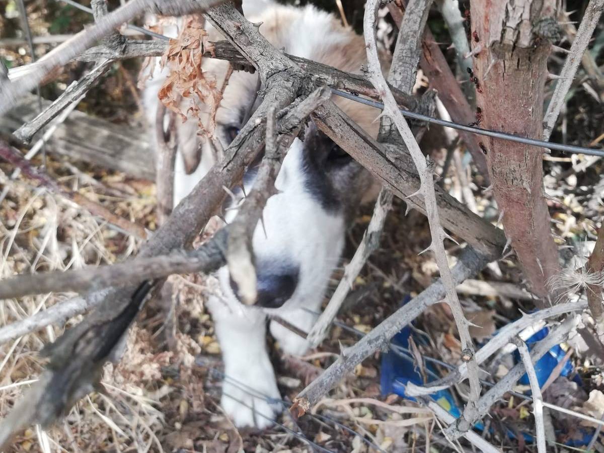 Vuoi adottare un cane a Catanzaro?