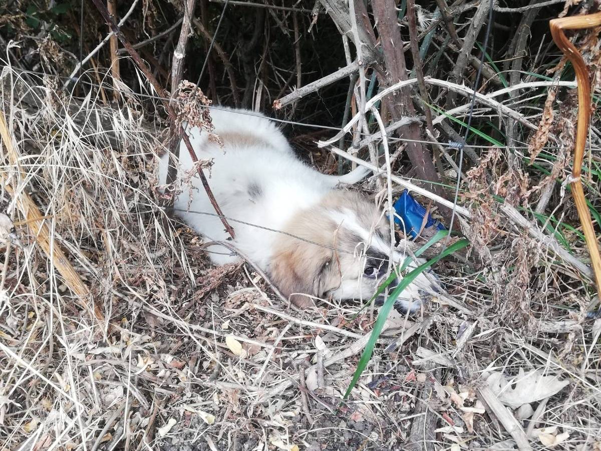 Adotta il cane LAIKA a Catanzaro