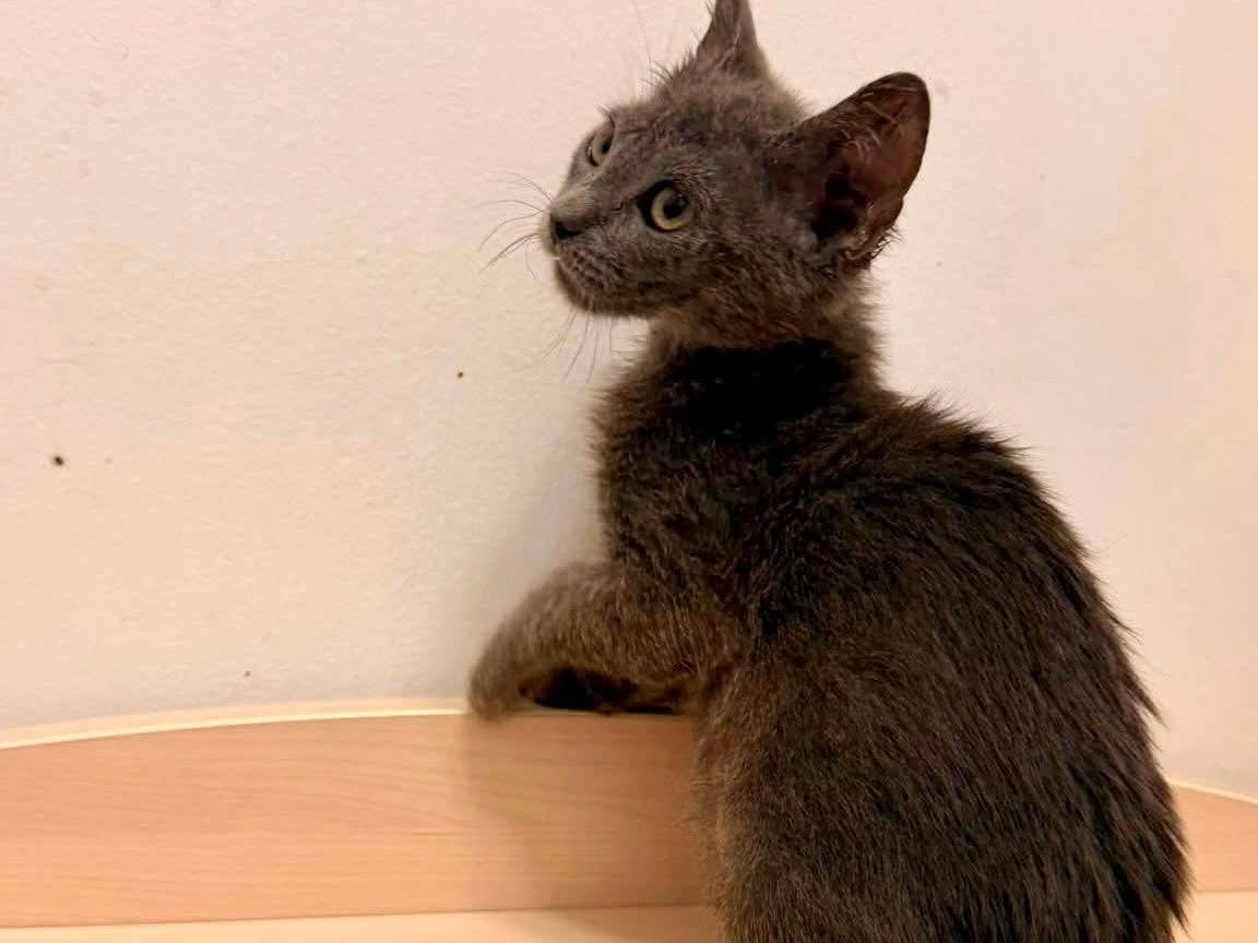 Adozione gatto, femmina, Razza sconosciuta Razza sconosciuta, 2 mesi, taglia non valida, Bari