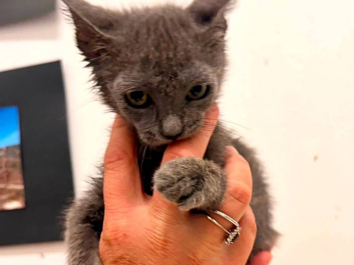 Adotta un gatto, taglia non valida, femmina, Bari