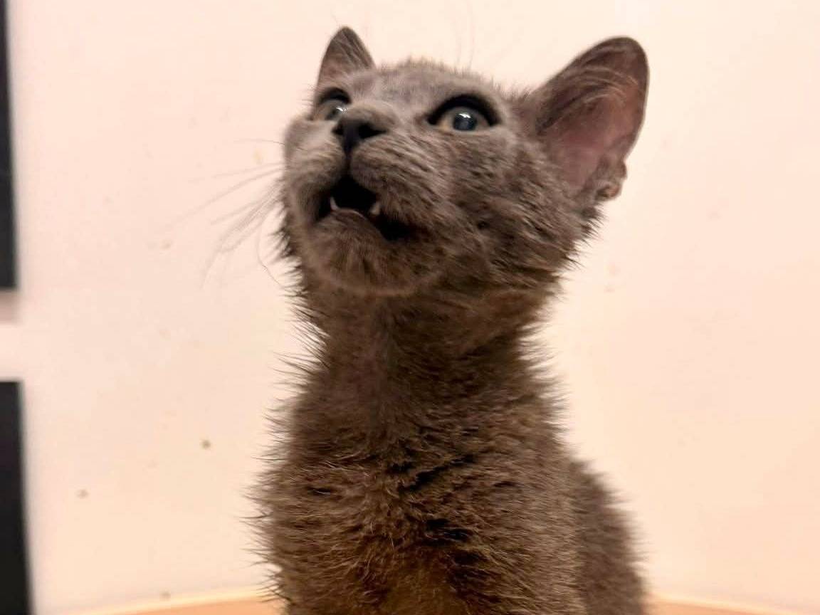 Vuoi adottare un gatto a Bari?