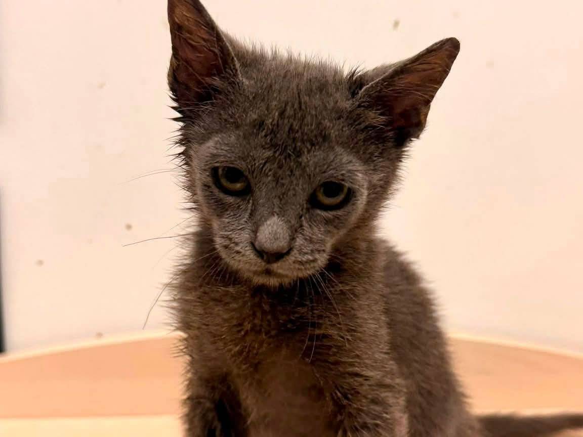 Adotta un gatto, femmina, 2 mesi, Bari