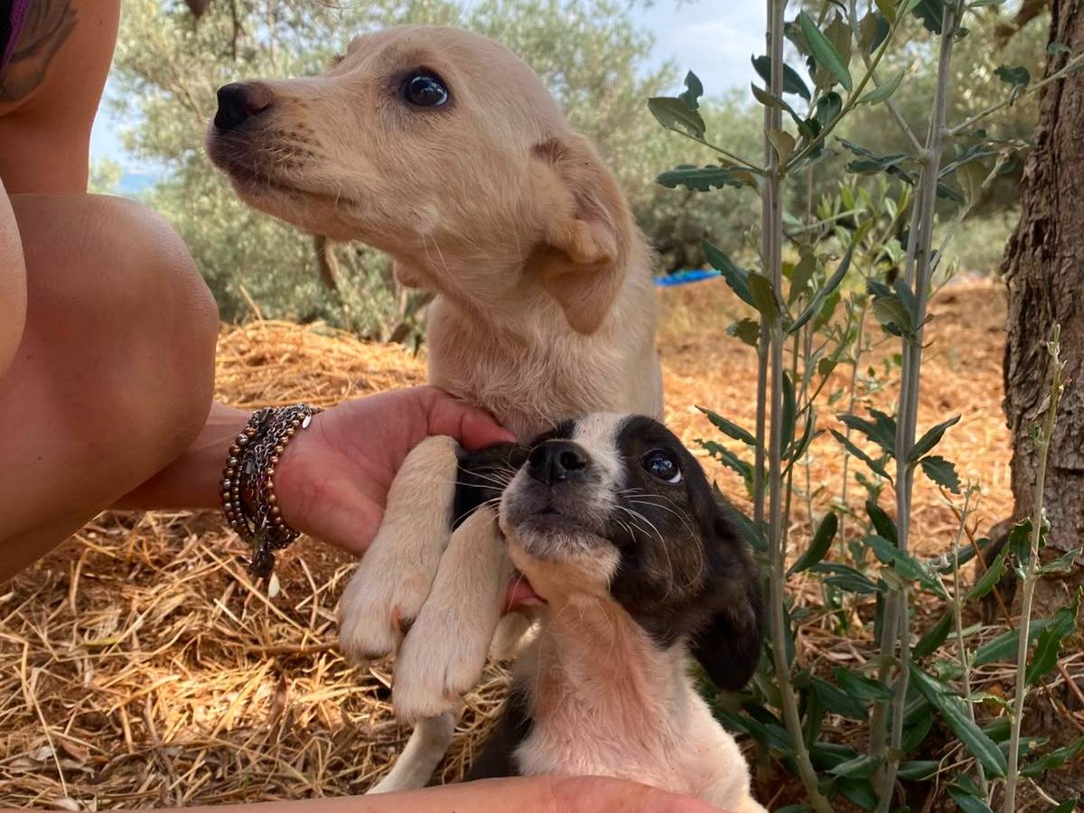 Vuoi adottare un cane a Catanzaro?