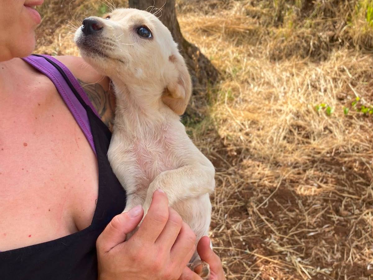 Adotta il cane FENRIR ALTEA ELECTRA a Catanzaro
