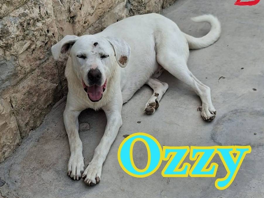 Adozione cane, maschio, Labrador Retriever Razza sconosciuta, 1 anno e 2 mesi, taglia grande, Modena