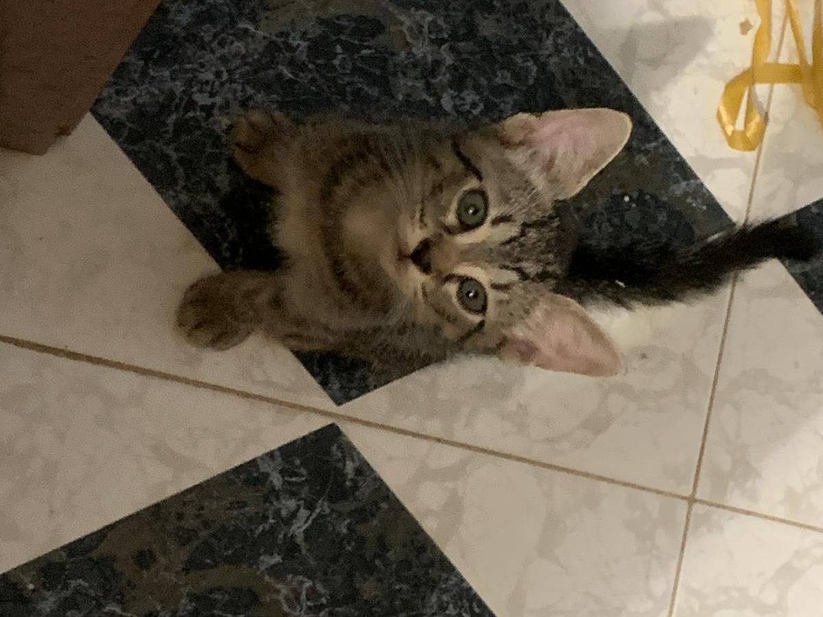 Vuoi adottare un gatto a Palermo?
