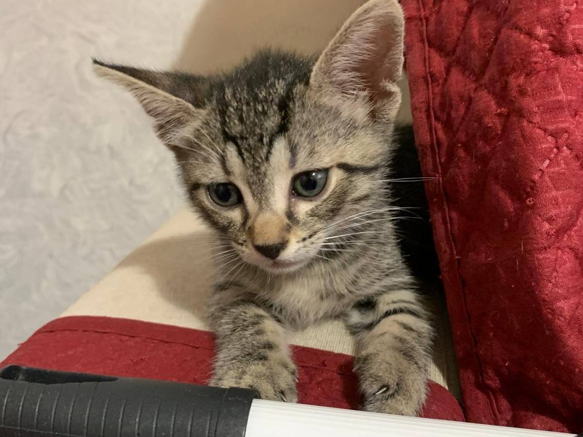 Adotta il gatto Teodoro  a Palermo
