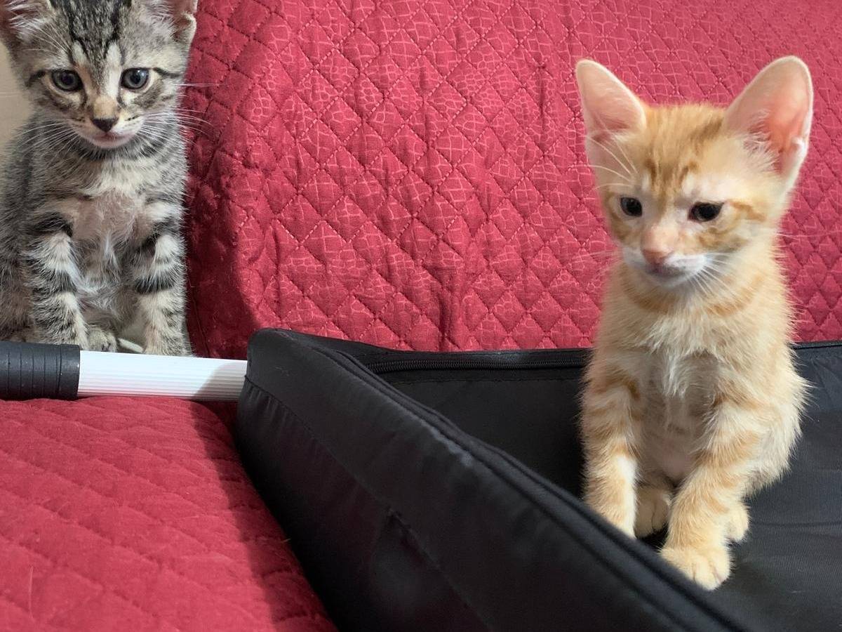Vuoi adottare un gatto a Palermo?