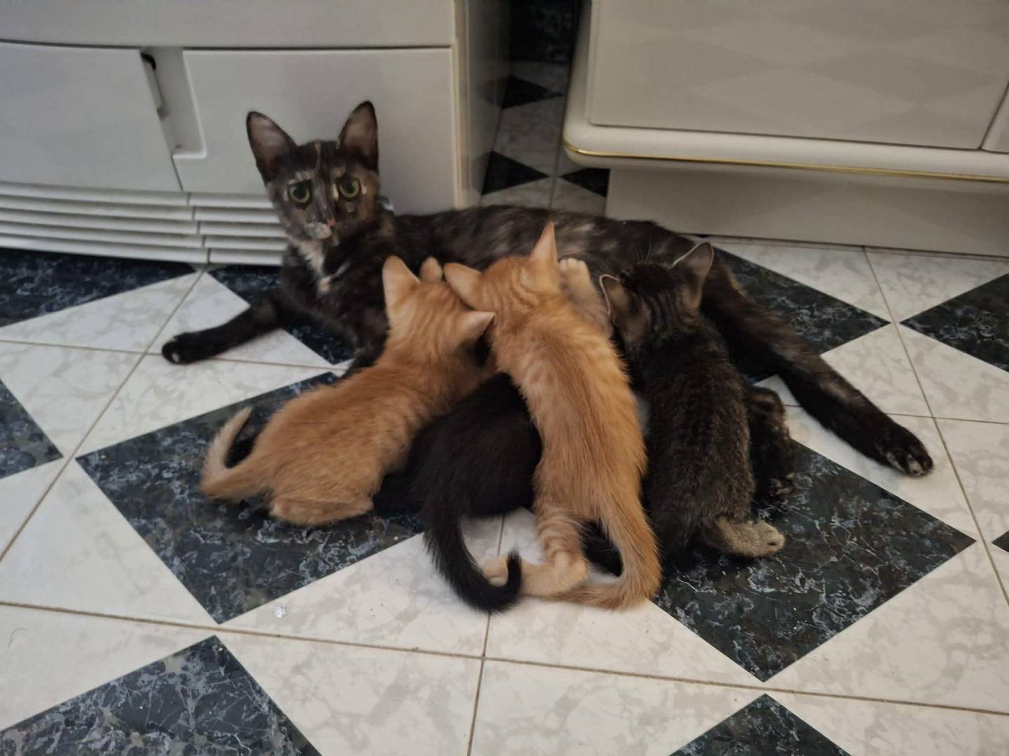 Adotta il gatto Tiziano e Valentino  a Palermo
